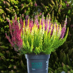 Plantiflor Knospenheide Beauty Ladies Trio