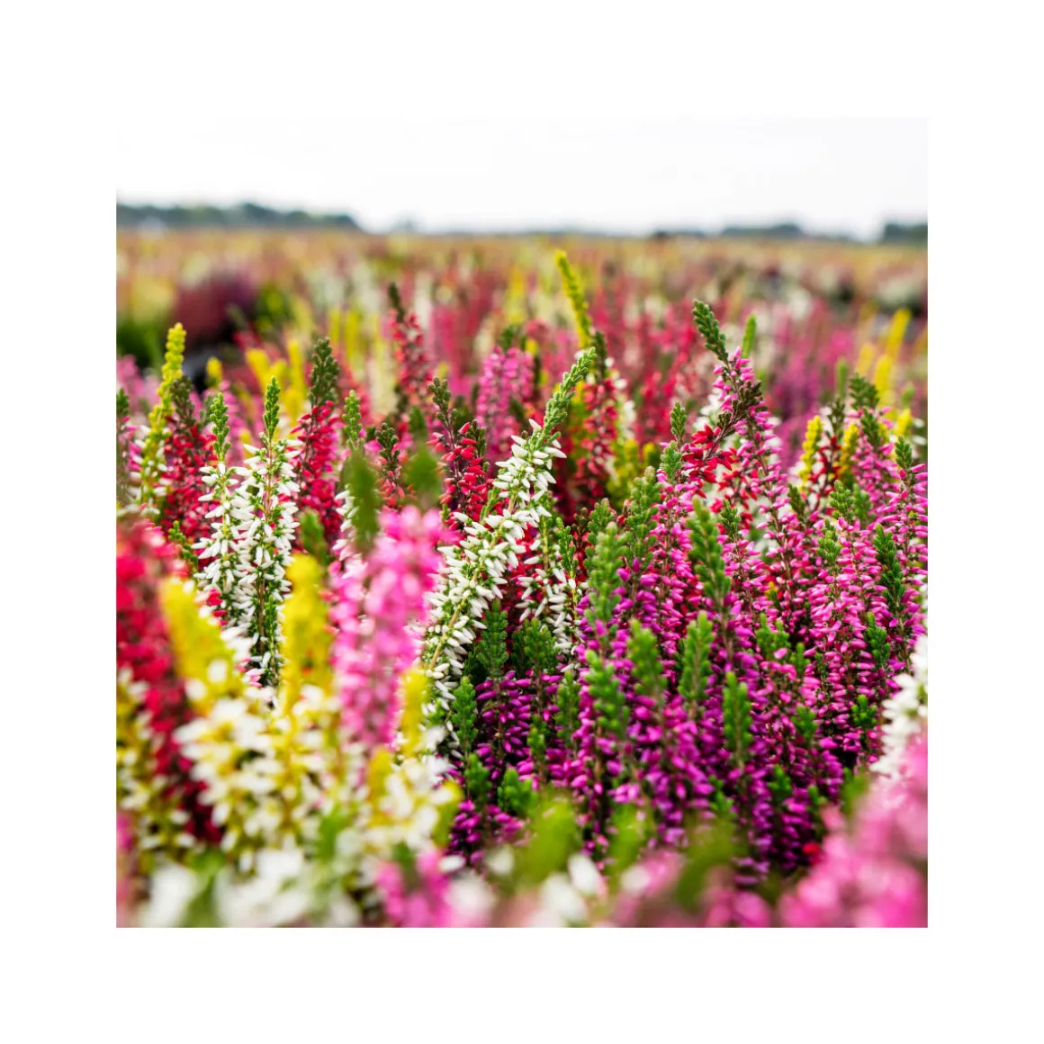 Plantiflor Knospenheide Beauty Ladies Trio