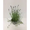 Plantiflor Lavendel mit Mühlenbeckia Durchmesser 13 cm