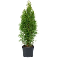 Plantiflor Lebensbaum Smaragd Topf- Durchmesser ca 23 cm