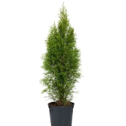 Plantiflor Lebensbaum Smaragd Topf- Durchmesser ca 23 cm