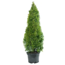 Plantiflor Lebensbaum Smaragd Topf- Durchmesser ca 23 cm