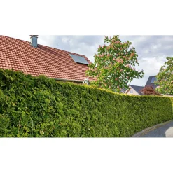 Plantiflor Lebensbaum Smaragd Topf- Durchmesser ca 23 cm