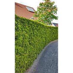 Plantiflor Lebensbaum Smaragd Topf- Durchmesser ca 23 cm