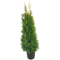 Plantiflor Lebensbaum Thuja Topf Durchmesser 17 cm