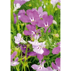 Plantiflor Männertreu Topf Durchmesser 10,5 cm