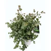 Plantiflor Mostgummi-Eukalyptus 50 cm T17