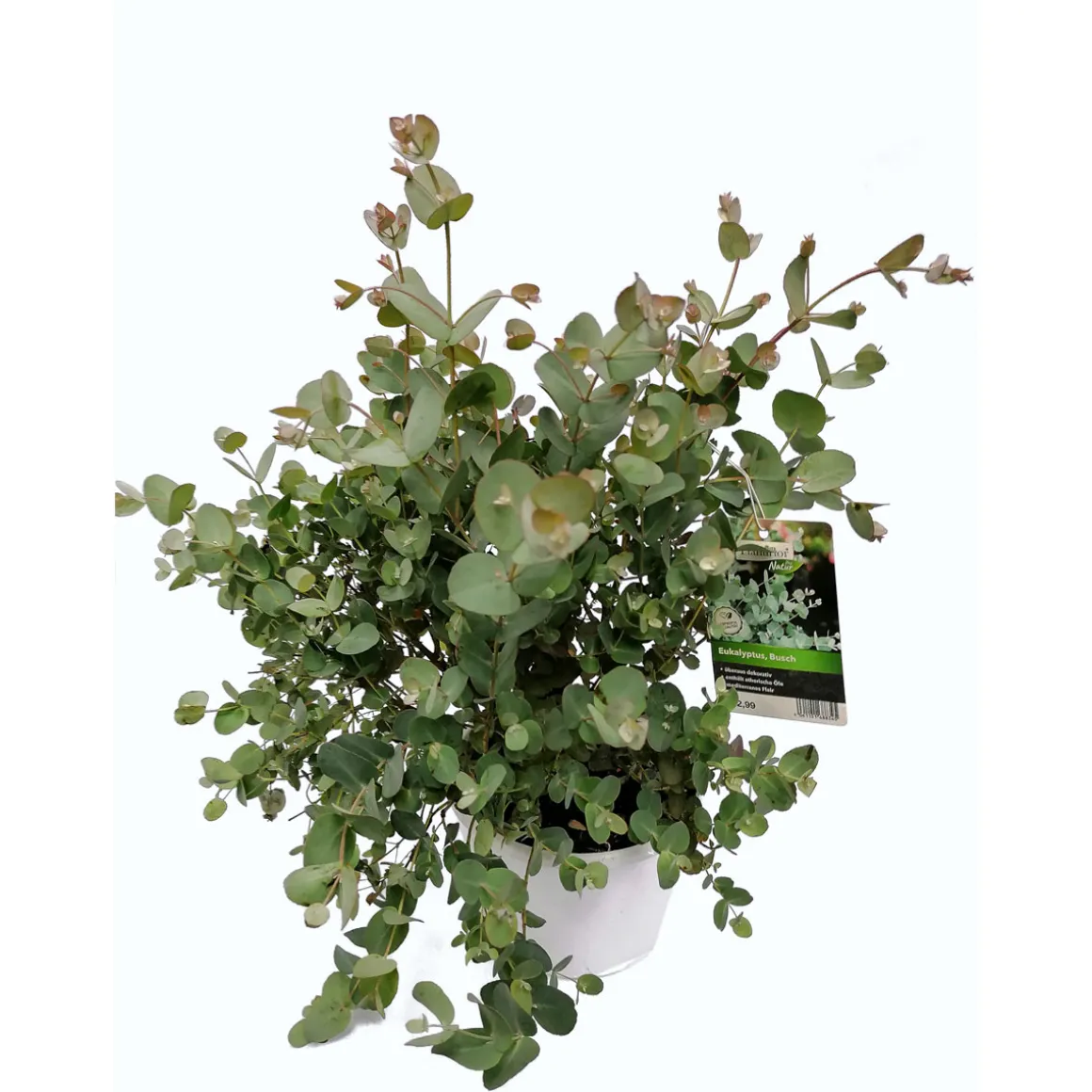 Plantiflor Mostgummi-Eukalyptus 50 cm T17