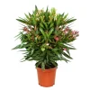 Plantiflor Oleander Busch 50-60 cm T17/18