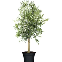 Plantiflor Oliven-Stamm Florida Wild 180 cm Topf Durchmesser 50 cm