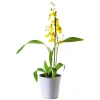 Plantiflor Orchideen-Mix Topf Durchmesser 9 cm