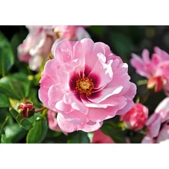 Plantiflor Persische Bienen-Rose Bright Eyes Topf Durchmesser 23 cm