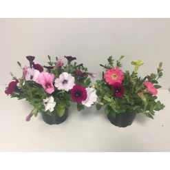 Plantiflor Petunie Easy Wave 3-farbig Topf Durchmesser 12 cm