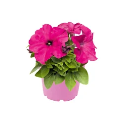 Plantiflor Petunie großblumig ton in ton T13