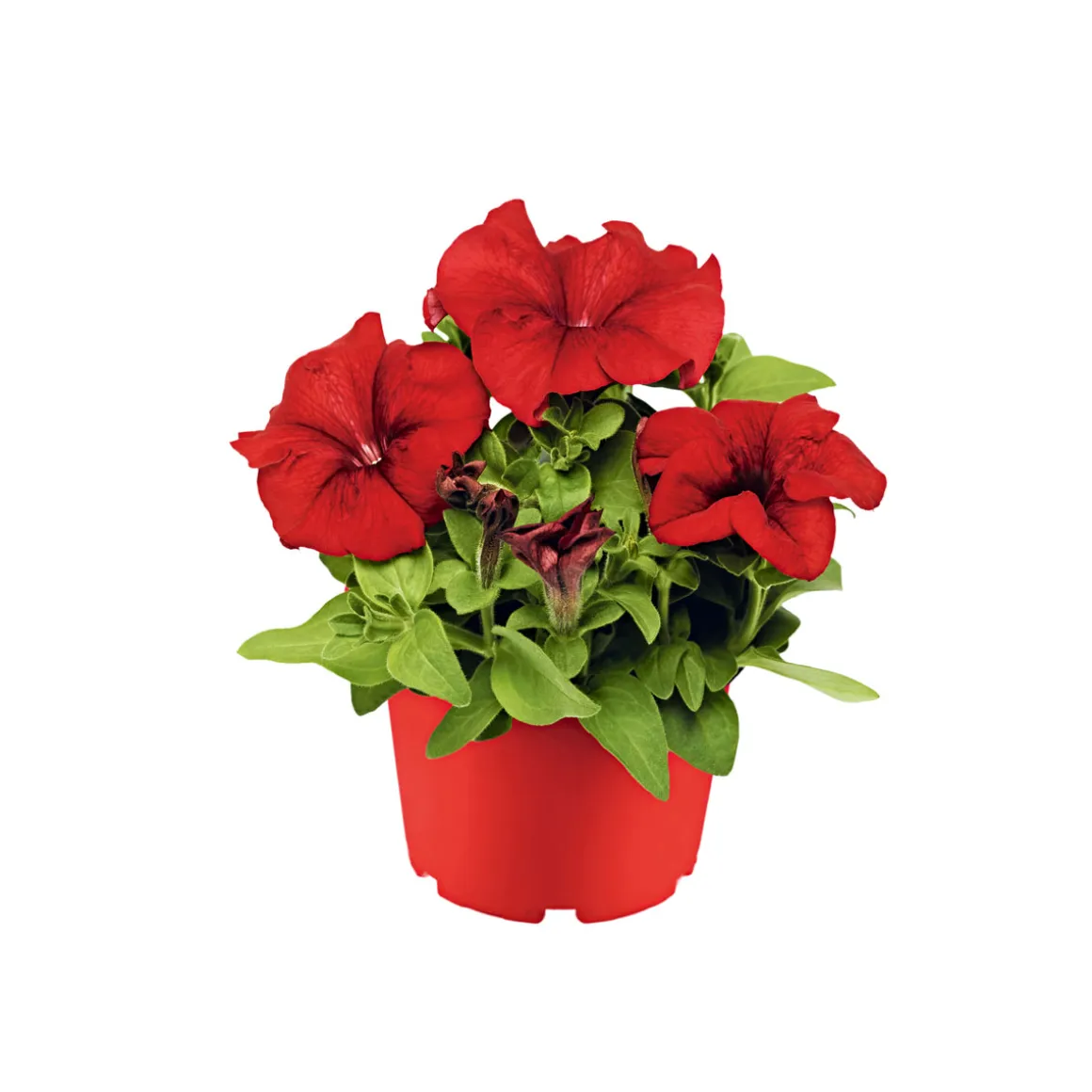 Plantiflor Petunie großblumig ton in ton T13