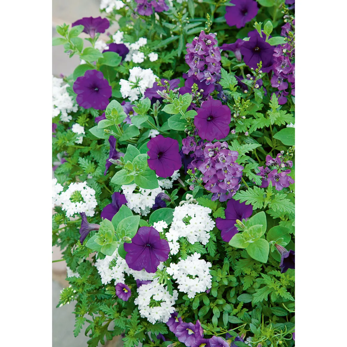 Plantiflor Petunie großblumig ton in ton T13