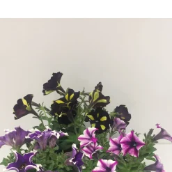 Plantiflor Petunie in Sonderfarben Topf Durchmesser 12 cm