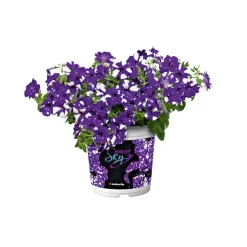 Plantiflor Petunie Night Sky Topf Durchmesser 12 cm