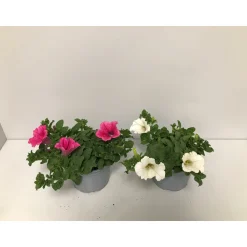 Plantiflor Petunie Surfinia Topf Durchmesser 12 cm