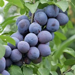 Plantiflor Pflaumenbaum im Topf Durchmesser 30 cm