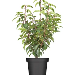 Plantiflor Portugiesische Lorbeerkirsche Topf- Durchmesser 23 cm