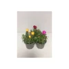Plantiflor Portulac-Mix T9