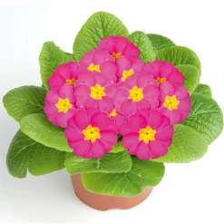 Plantiflor Primel Topf Durchmesser 10,5 cm