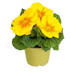 Plantiflor Primel Topf Durchmesser 10,5 cm