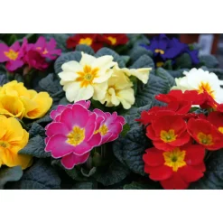 Plantiflor Primel Topf Durchmesser 10,5 cm