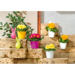 Plantiflor Primel Topf Durchmesser 10,5 cm