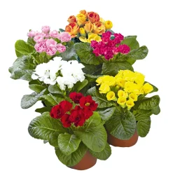 Plantiflor Primel Topf Durchmesser 10,5 cm