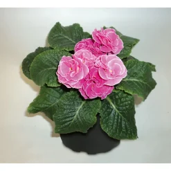 Plantiflor Primeln Sonderfarben Topf Durchmesser 11 cm