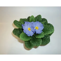 Plantiflor Primeln Sonderfarben Topf Durchmesser 11 cm