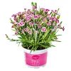 Plantiflor Prinzess-Nelke Pink Kisses Topf- Durchmesser 12 cm