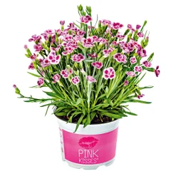 Plantiflor Prinzess-Nelke Pink Kisses Topf- Durchmesser 12 cm