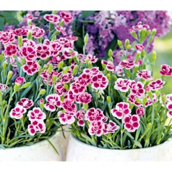 Plantiflor Prinzess-Nelke Pink Kisses Topf- Durchmesser 12 cm
