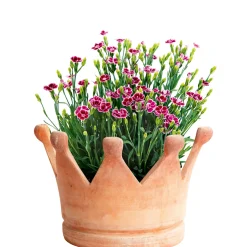 Plantiflor Prinzess-Nelke Pink Kisses Topf- Durchmesser 12 cm
