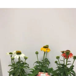 Plantiflor Purpur-Sonnenhut Topf Durchmesser 13 cm