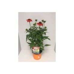 Plantiflor Purpursonnenhut