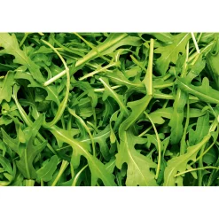 Plantiflor Rucola Topf Durchmesser 12 cm