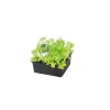 Plantiflor Salatjungpflanze Lollo Bionda 6er-Pack