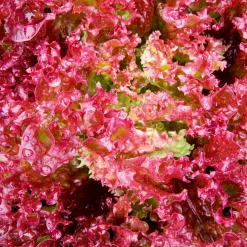 Plantiflor Salatjungpflanze Lollo Rosso 6er-Pack