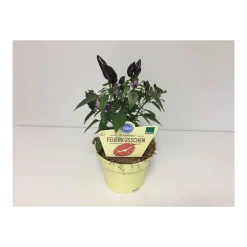 Plantiflor Scharfes Feuerküsschen T12