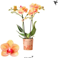 Plantiflor Schmetterlingsorchidee Topf- Durchmesser 9 cm