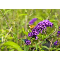 Plantiflor Schmetterlingsstrauch im Topf Durchmesser 19 cm