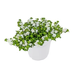 Plantiflor Schneeflockenblume T13