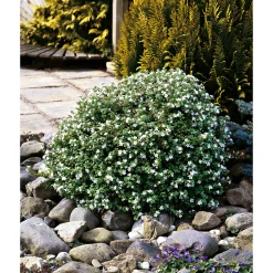 Plantiflor Schneeflockenblume T13