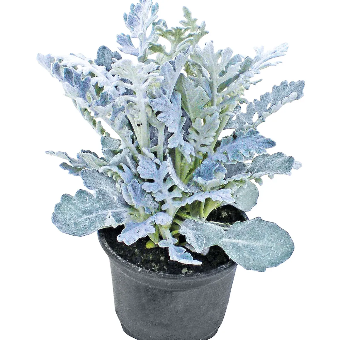 Plantiflor Silberblatt Topf Durchmesser 9 cm