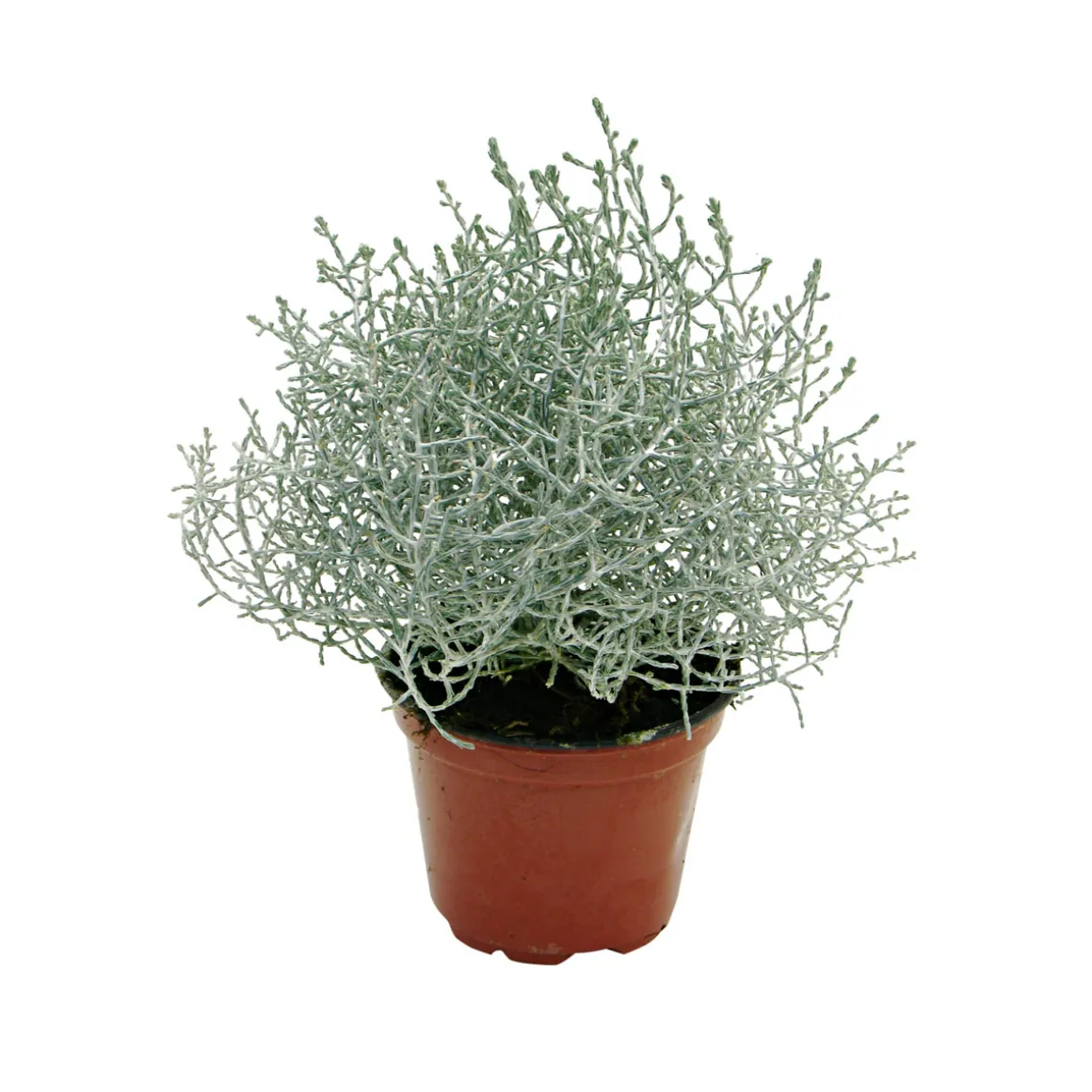 Plantiflor Silberkörbchen Topf Durchmesser 10,5 cm