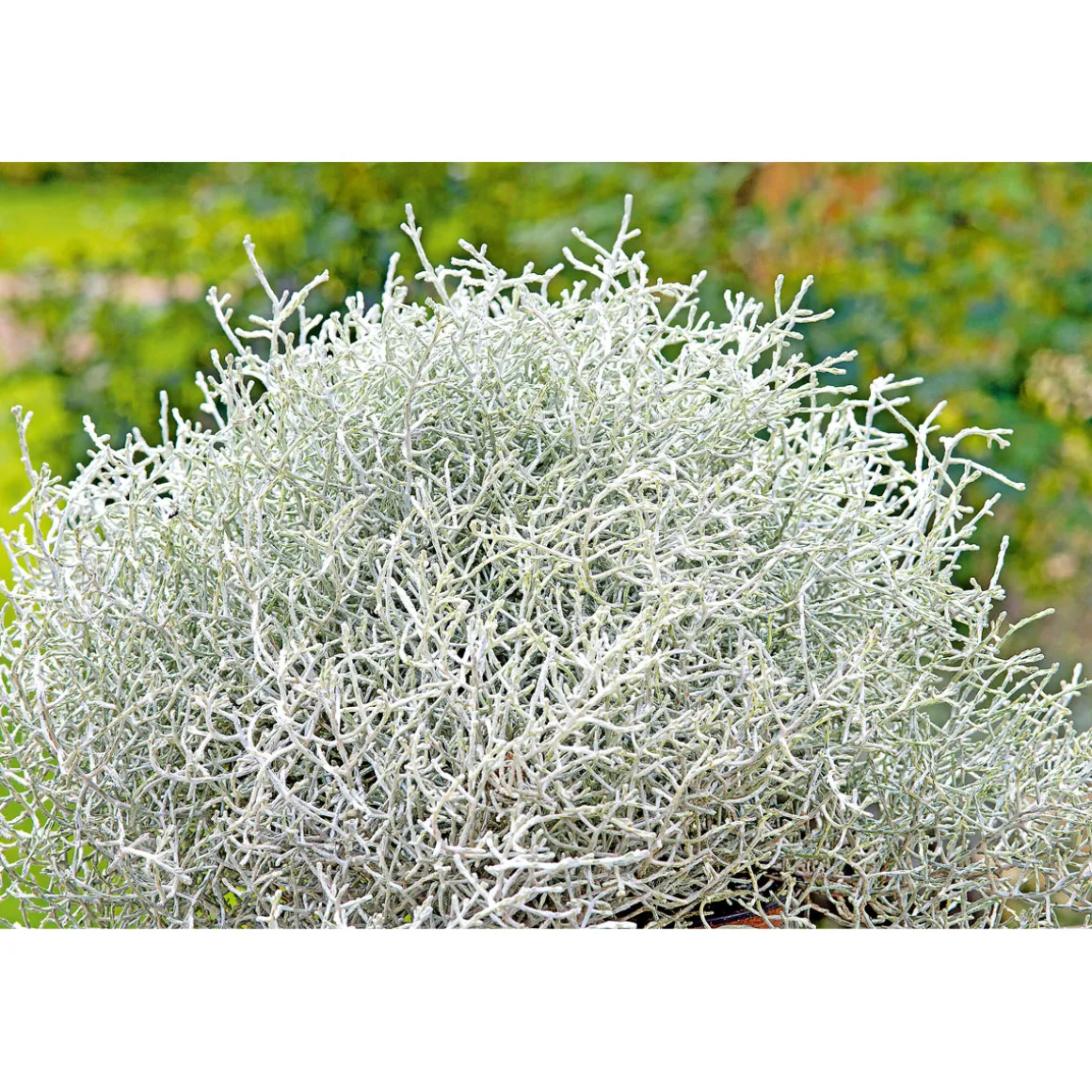 Plantiflor Silberkörbchen Topf Durchmesser 10,5 cm